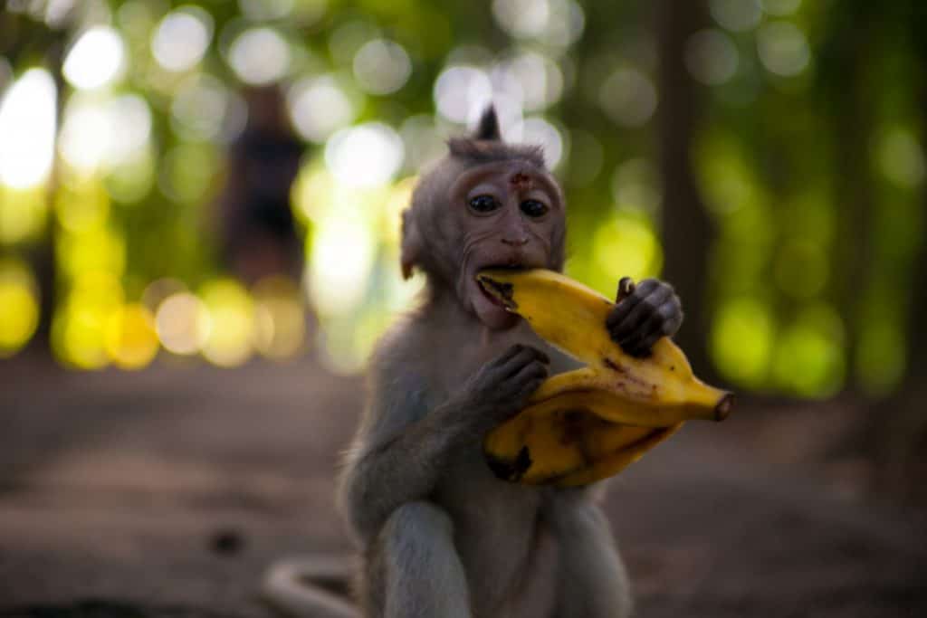 Baby Monkey in the Ubud Monkey Forest