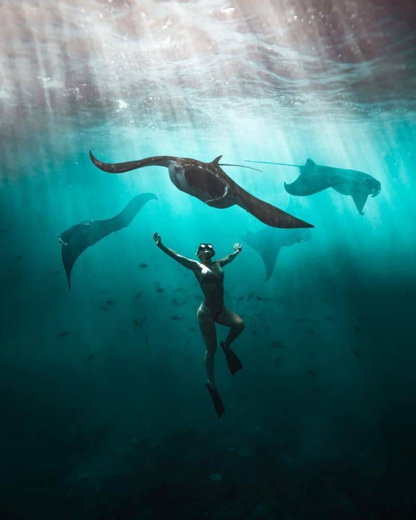 Dive with Manta Rays 