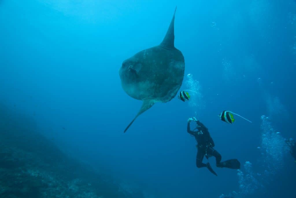 Mola Mola Ocean Sunfish in Nusa Penida