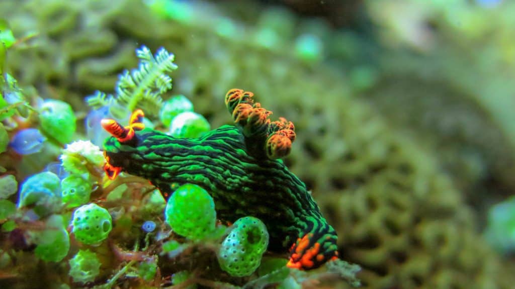 Scuba Dive in Bali Nudibranch